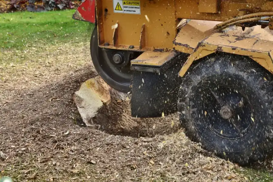 Can Stump Grinding Help With Yard Drainage Issues in Whitesboro, TX Can Stump Grinding Help With Yard Drainage Issues in Whitesboro, TX