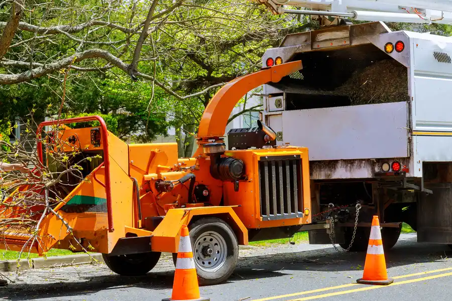 Common Reasons Homeowners Need Tree Removal Services Whitesboro, TX Common Reasons Homeowners Need Tree Removal Services Whitesboro, TX