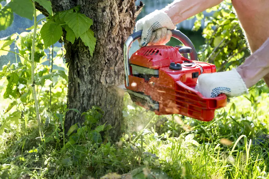 Common Reasons Homeowners Need Tree Removal Services in Whitesboro, TX Common Reasons Homeowners Need Tree Removal Services in Whitesboro, TX