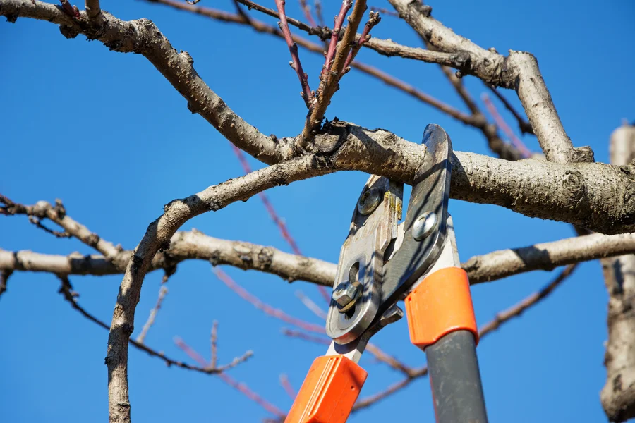 How Tree Pruning Enhances Your Trees Health And Growth Whitesboro, TX How Tree Pruning Enhances Your Trees Health And Growth Whitesboro, TX