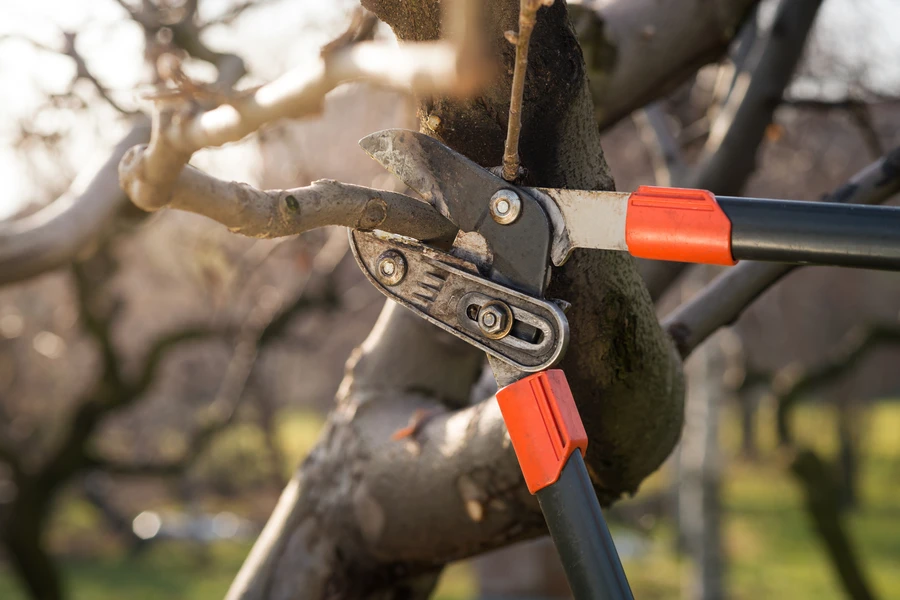 How Tree Pruning Enhances Your Trees Health And Growth in Whitesboro, TX How Tree Pruning Enhances Your Trees Health And Growth in Whitesboro, TX