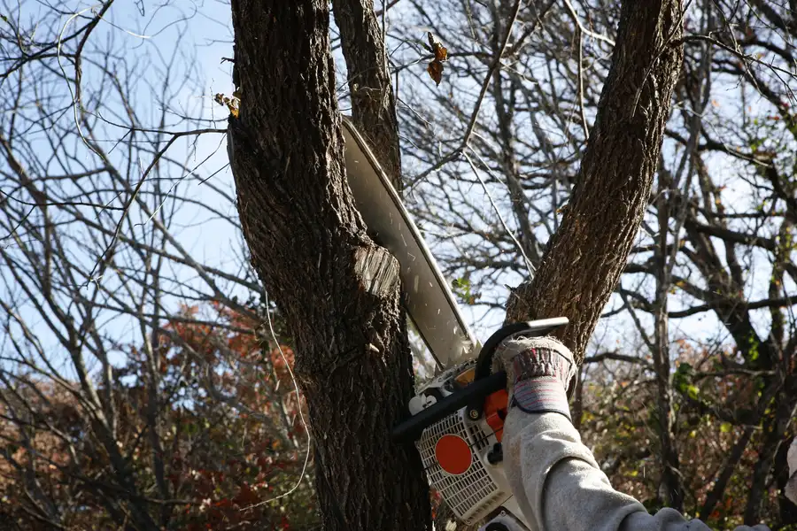 How Tree Removal Can Prevent Damage To Underground Utilities Whitesboro, TX How Tree Removal Can Prevent Damage To Underground Utilities Whitesboro, TX