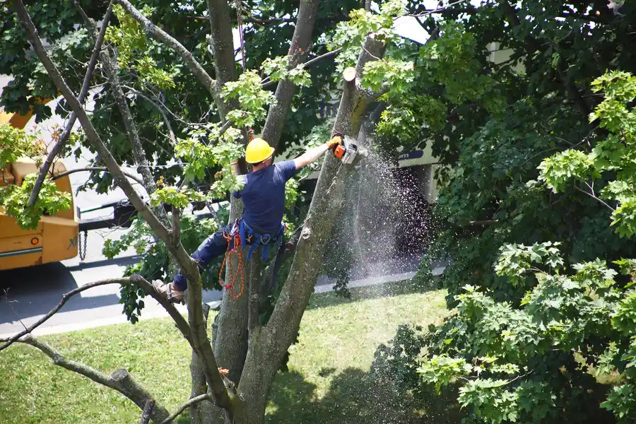 How Tree Removal Can Prevent Damage To Underground Utilities in Whitesboro, TX How Tree Removal Can Prevent Damage To Underground Utilities in Whitesboro, TX