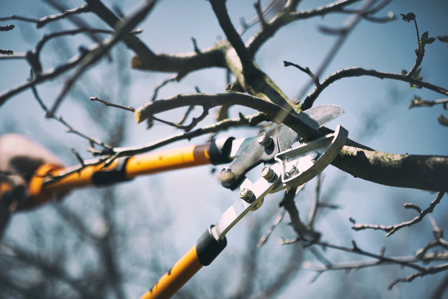 The Role Of Tree Pruning In Strengthening Branch Structure in Whitesboro, TX The Role Of Tree Pruning In Strengthening Branch Structure in Whitesboro, TX