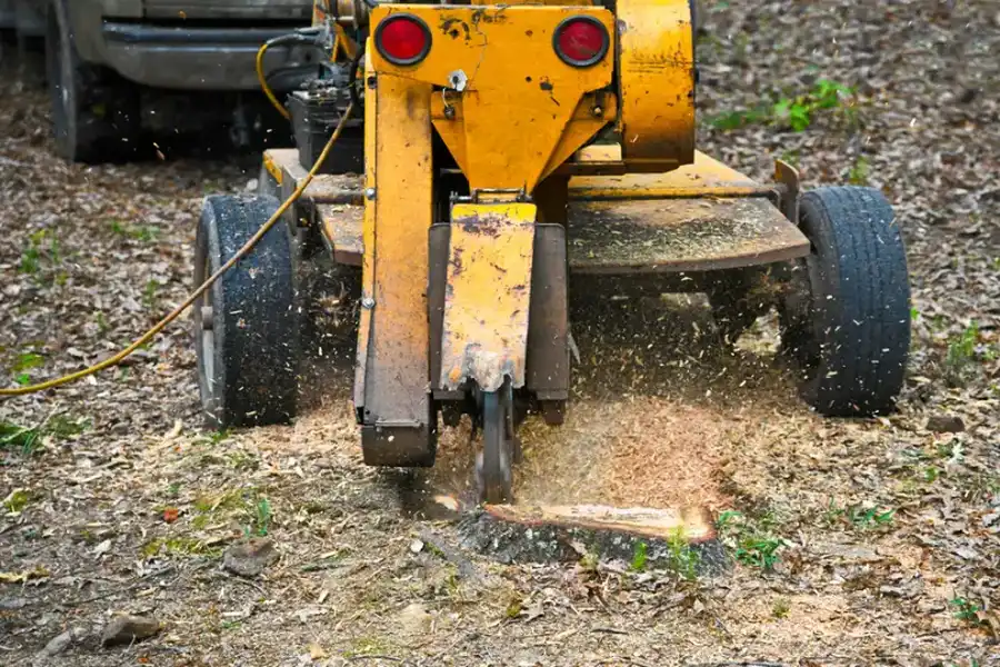 The Safety Benefits Of Professional Stump Grinding Services in Whitesboro, TX The Safety Benefits Of Professional Stump Grinding Services in Whitesboro, TX