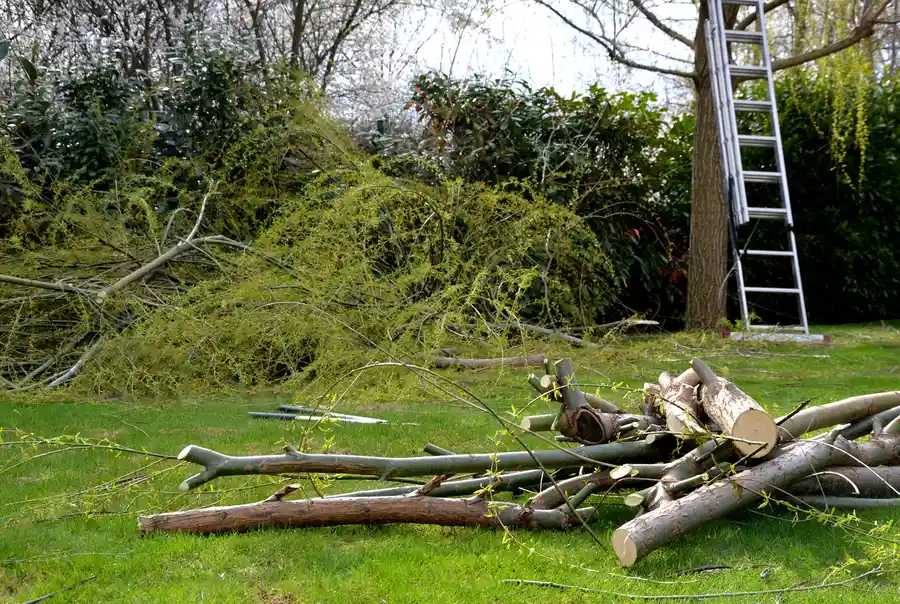 Why Land Clearing Is Essential For Your Property Development in Whitesboro, TX Why Land Clearing Is Essential For Your Property Development in Whitesboro, TX